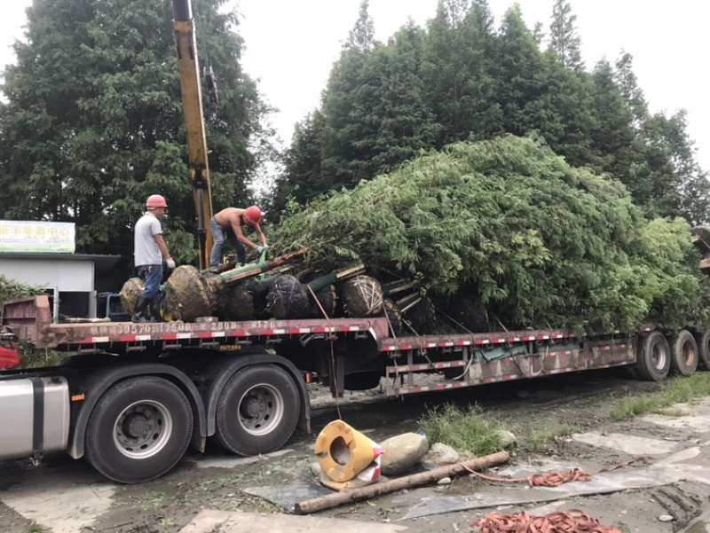 水杉成都水杉基地四川水杉基地精品水杉基地直销