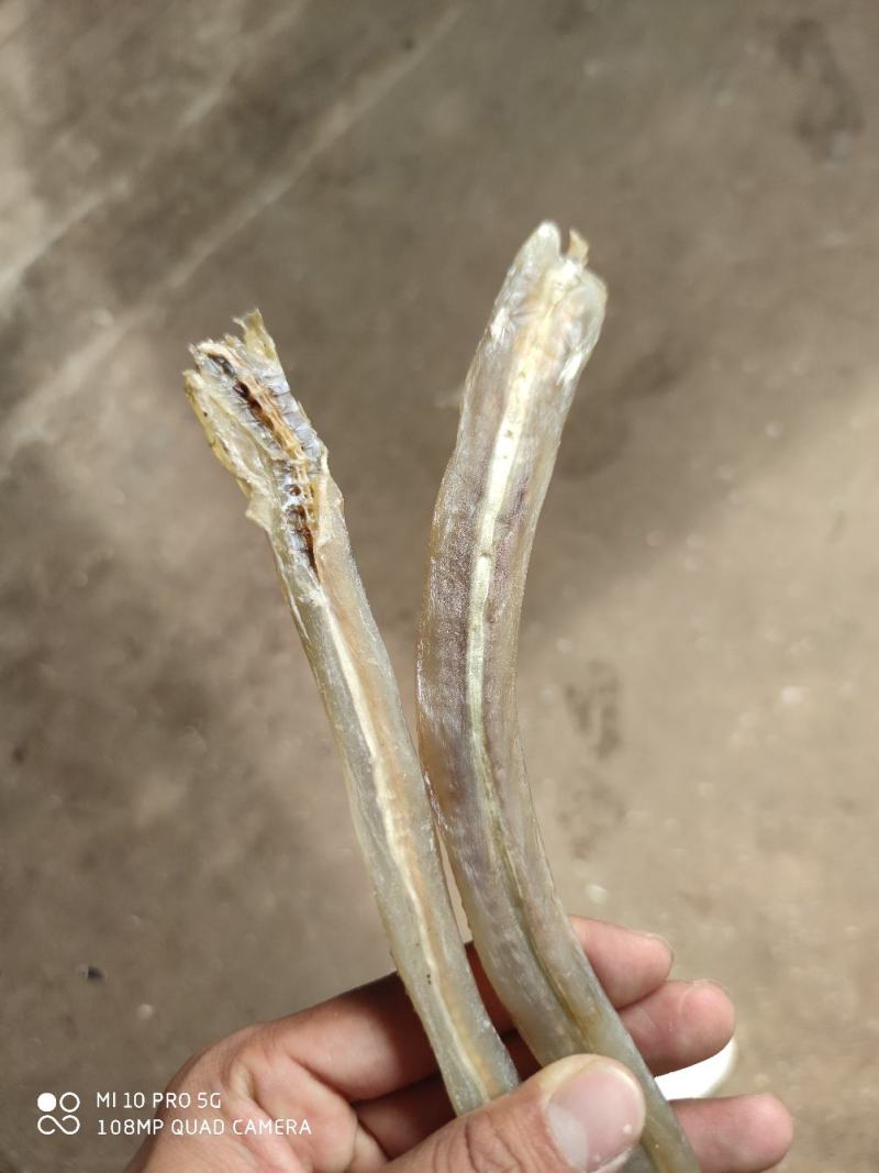 晒场直销北部湾特产深海奎龙鱼长嘴鱼小鱼干大量现货