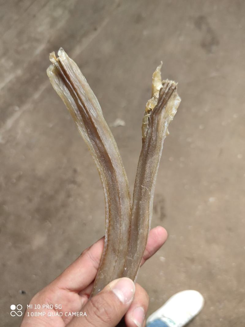 晒场直销北部湾特产深海奎龙鱼长嘴鱼小鱼干大量现货