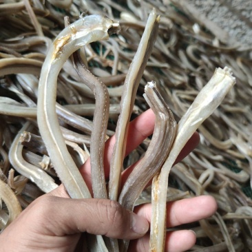 晒场直销北部湾特产深海奎龙鱼长嘴鱼小鱼干大量现货
