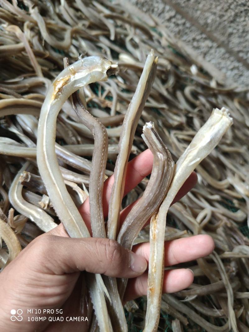 晒场直销北部湾特产深海奎龙鱼长嘴鱼小鱼干大量现货