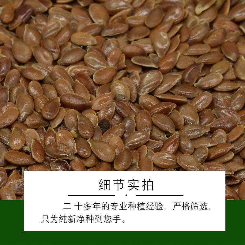 内蒙新亚麻种籽老品种胡麻种子可做亚麻子籽油籽粉蔬菜芽苗菜