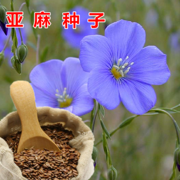 内蒙新亚麻种籽老品种胡麻种子可做亚麻子籽油籽粉蔬菜芽苗菜
