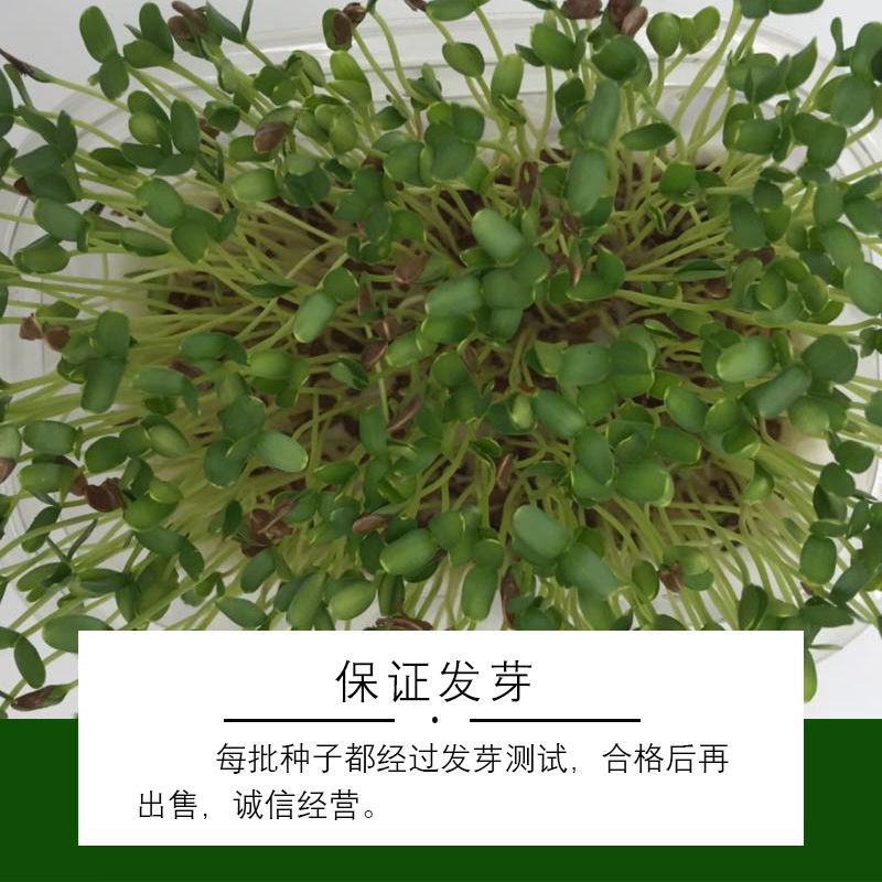 内蒙新亚麻种籽老品种胡麻种子可做亚麻子籽油籽粉蔬菜芽苗菜