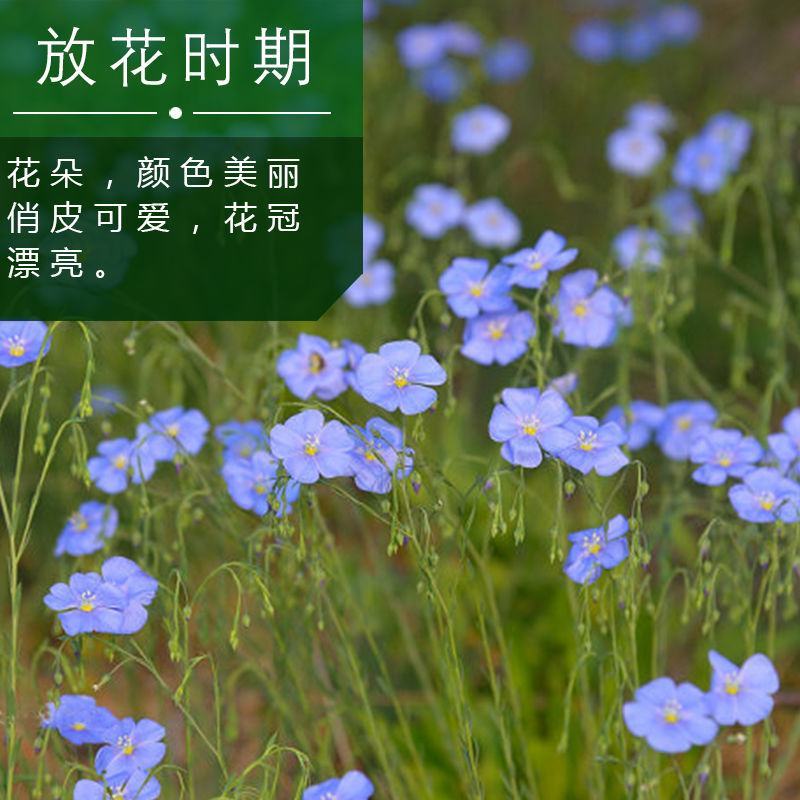 内蒙新亚麻种籽老品种胡麻种子可做亚麻子籽油籽粉蔬菜芽苗菜