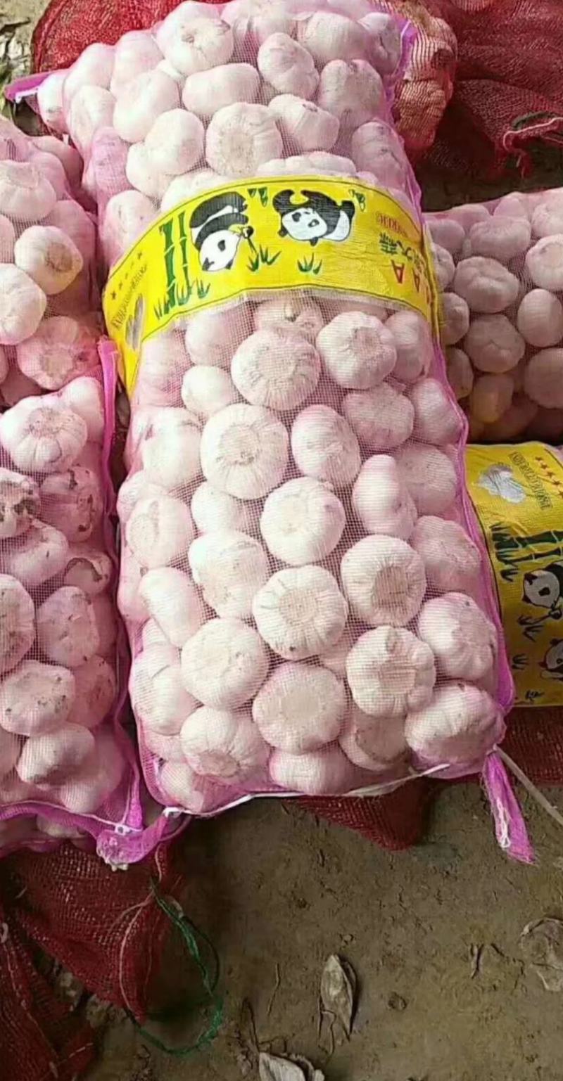 扒皮蒜净蒜大量供应市场商超电商平台欢迎全国客商