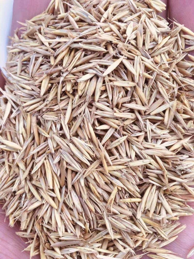 优质披减草种子各种优质草种植物绿化各种补种种子
