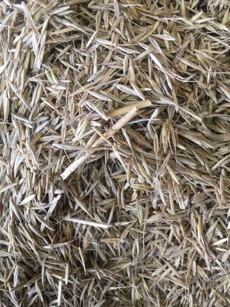 优质披减草种子各种优质草种植物绿化各种补种种子