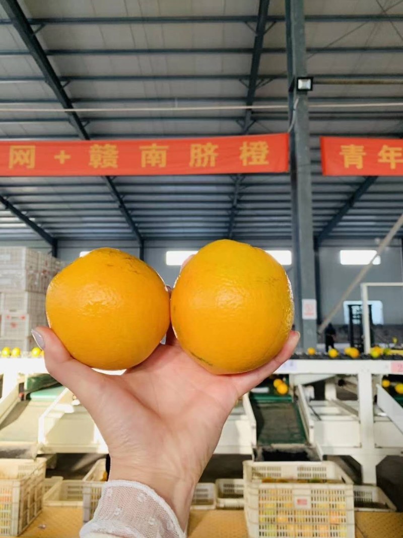 江西赣南脐橙一件代发包邮产地直供