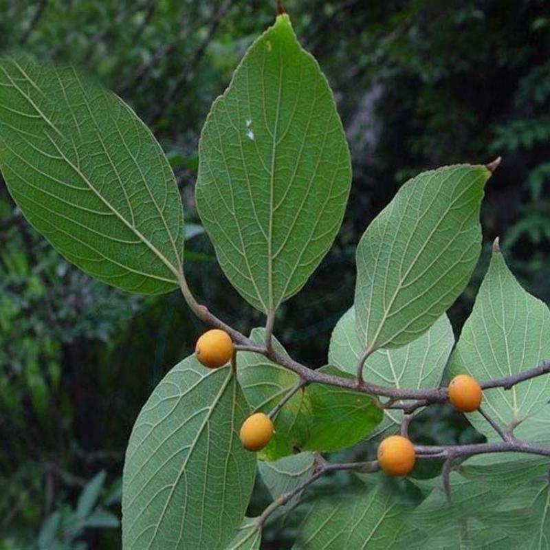 朴树小苗，江西九江朴树小苗基地，常年供应朴树小苗