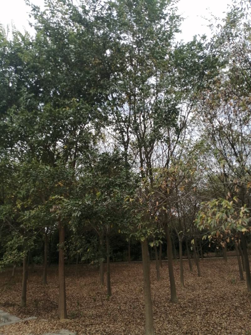 朴树小苗，江西九江朴树小苗基地，常年供应朴树小苗