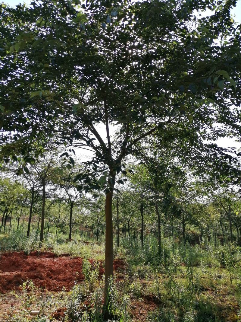 朴树小苗，江西九江朴树小苗基地，常年供应朴树小苗
