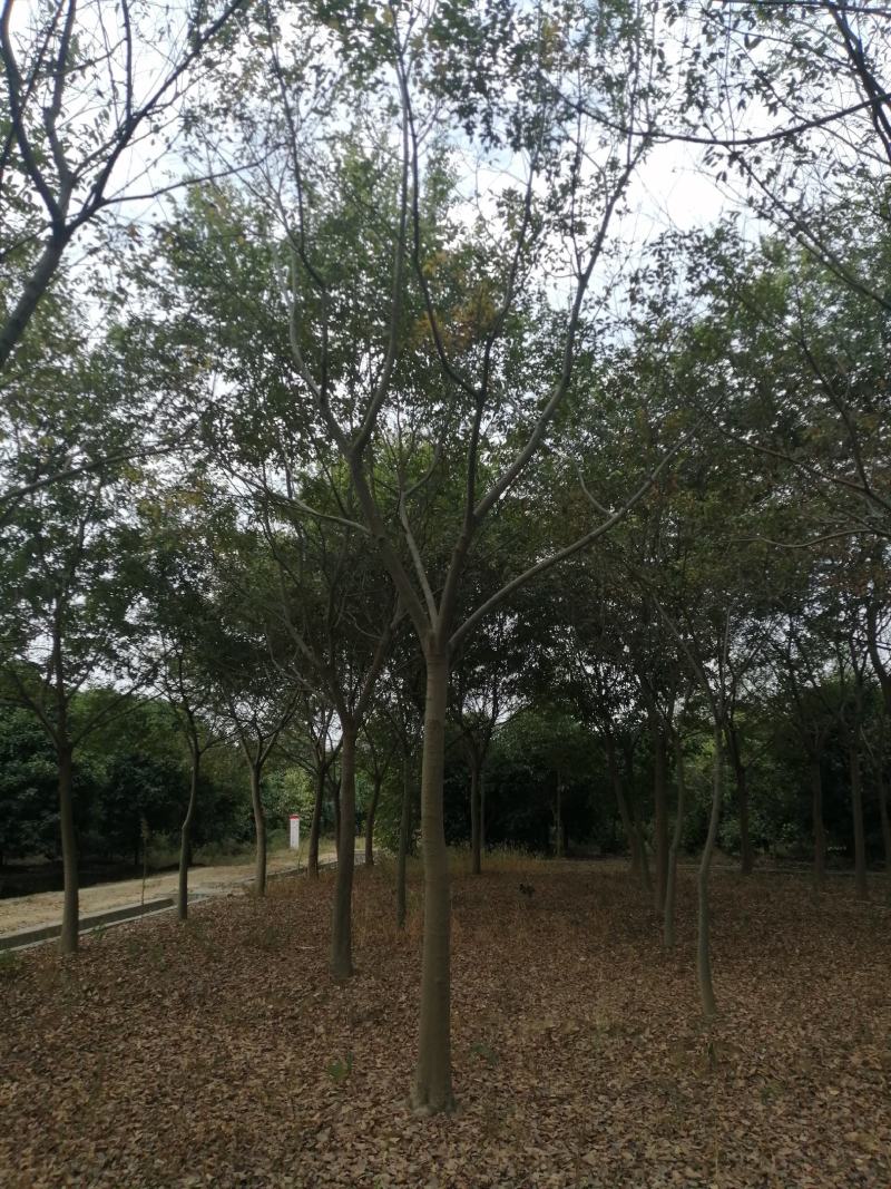 朴树小苗，江西九江朴树小苗基地，常年供应朴树小苗