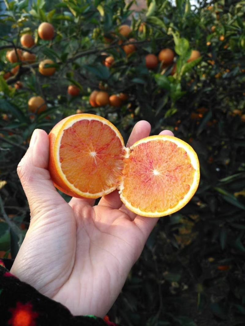 【精选】四川塔罗科血橙，细腻化渣，产地直供！量大从优