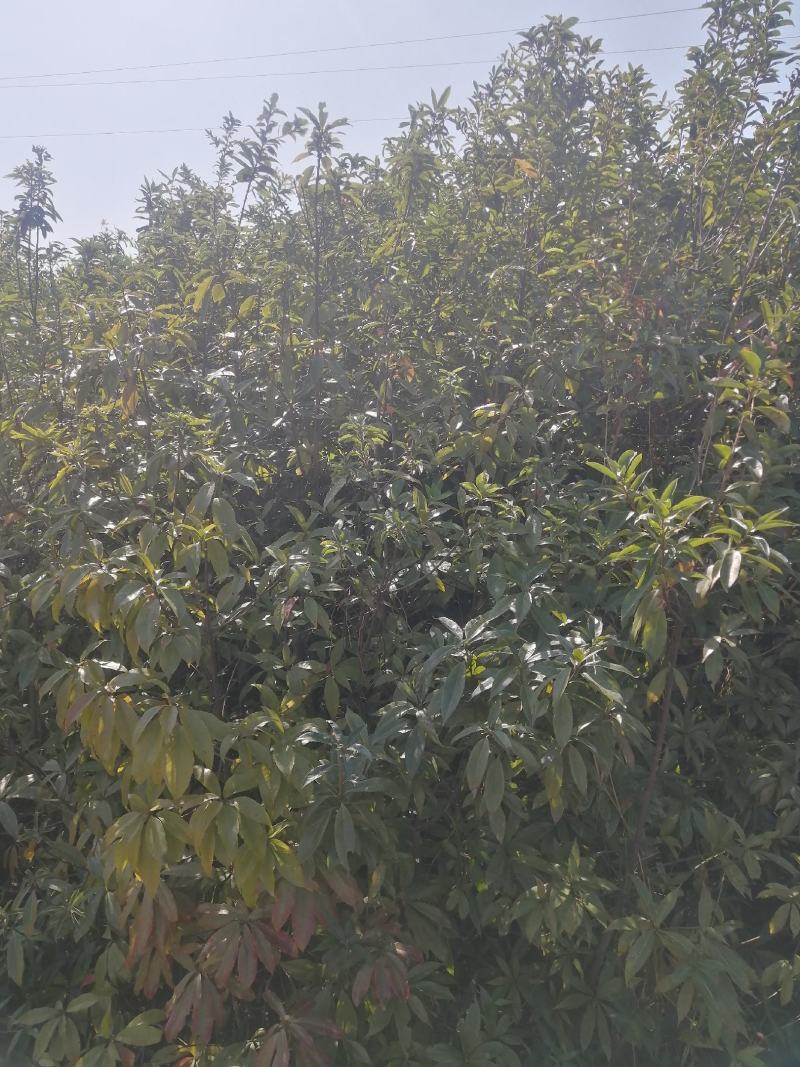 供应一年杜英和2-10公分的