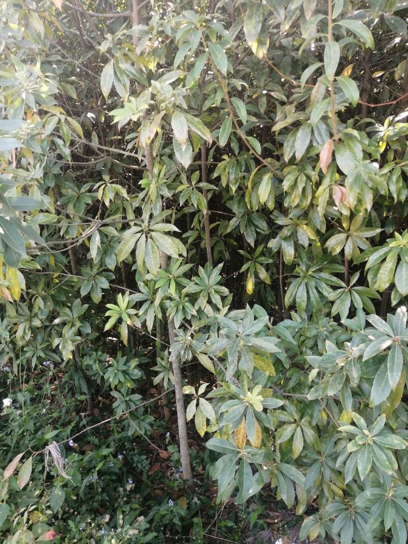 供应一年杜英和2-10公分的