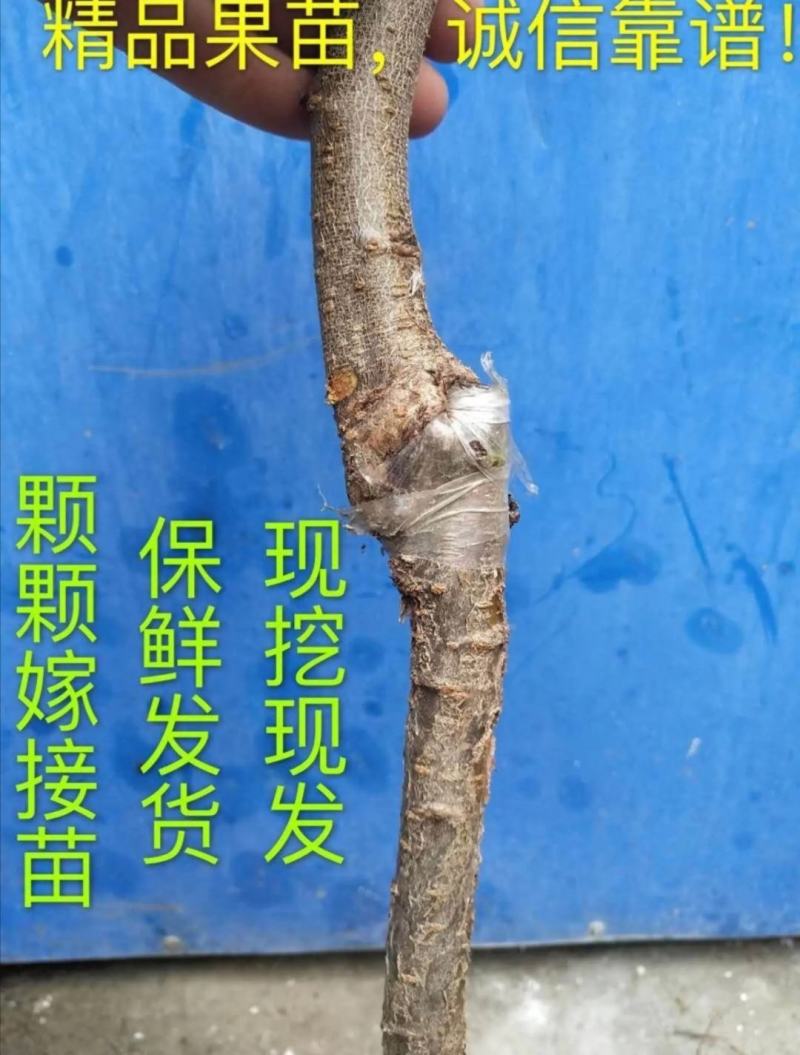新品种美人醉李子苗嫁接树自花授粉抗旱抗寒南方北方种植