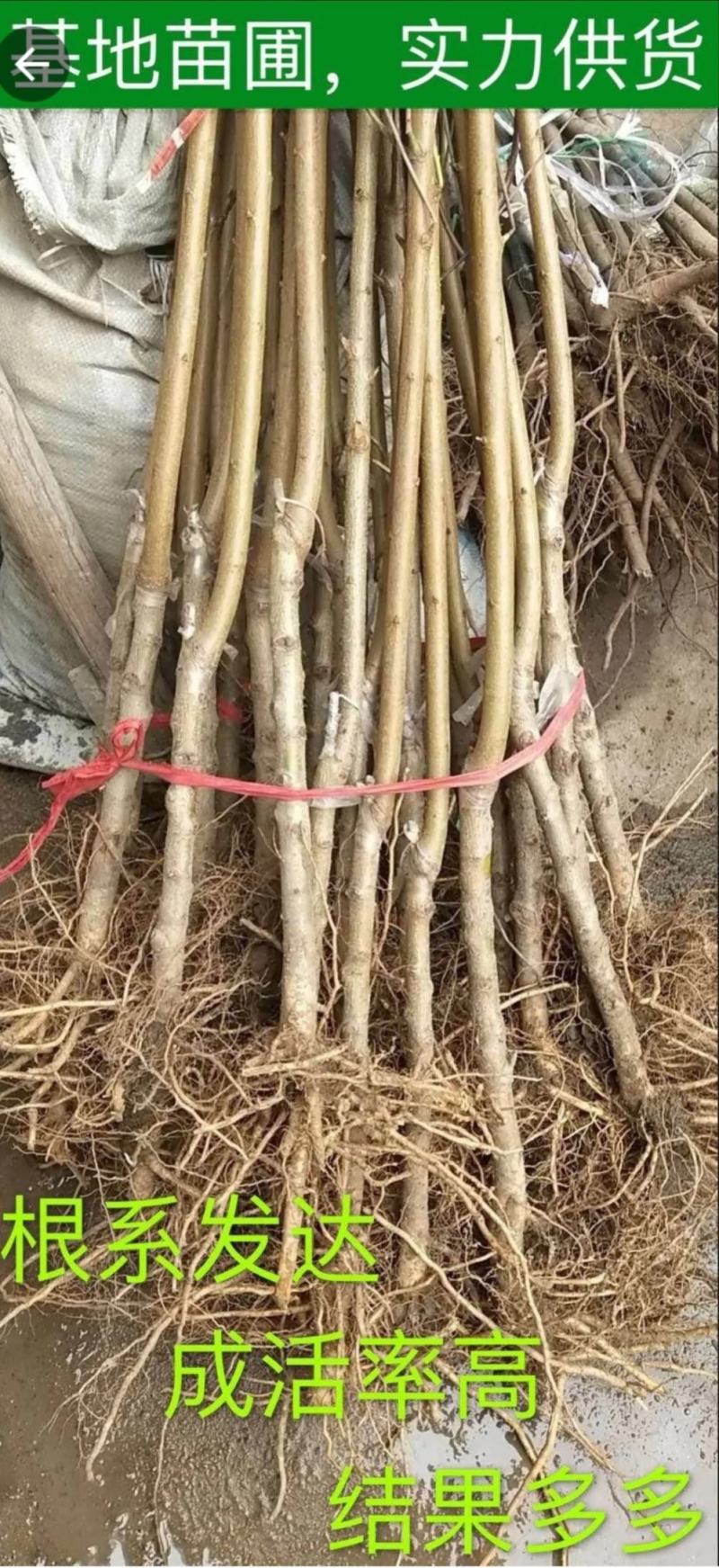 新品种美人醉李子苗嫁接树自花授粉抗旱抗寒南方北方种植