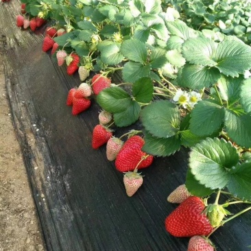 红颜奶油草莓大量上市