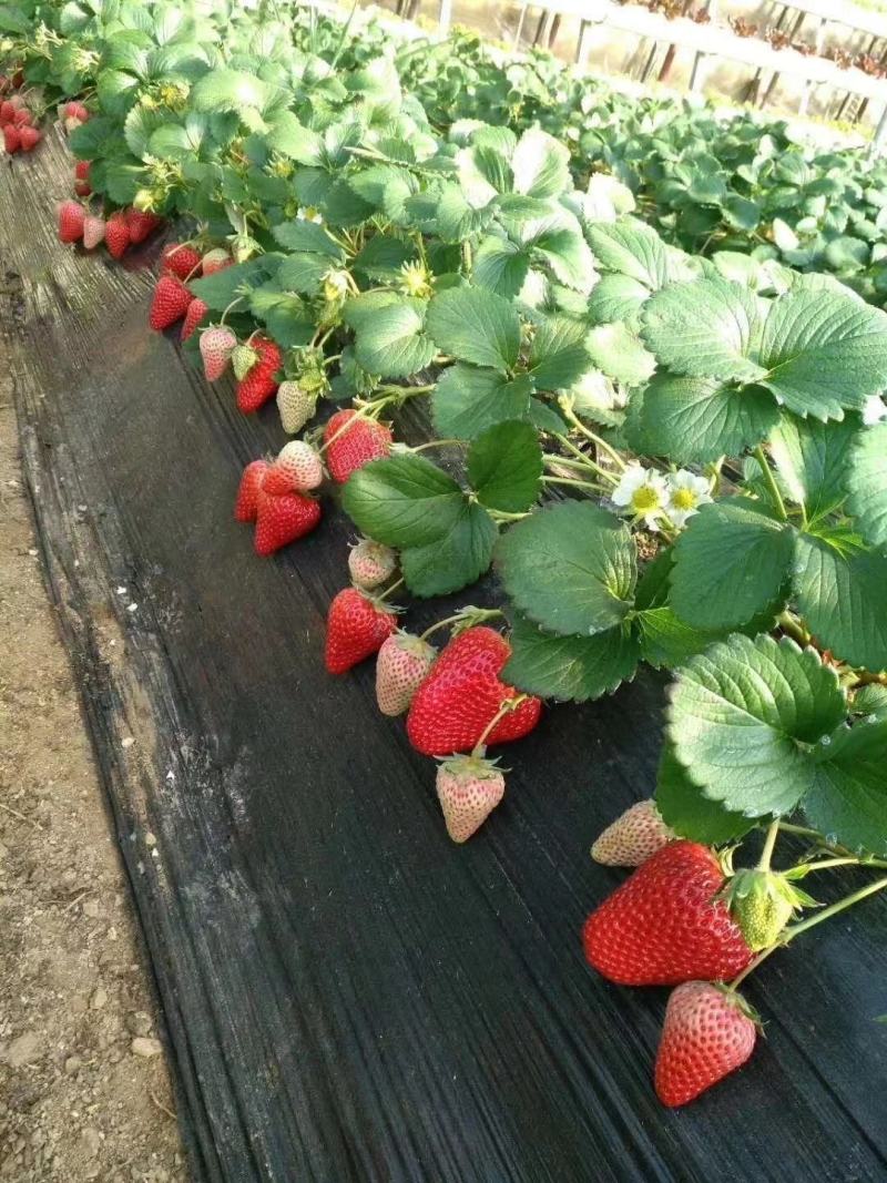 红颜奶油草莓大量上市