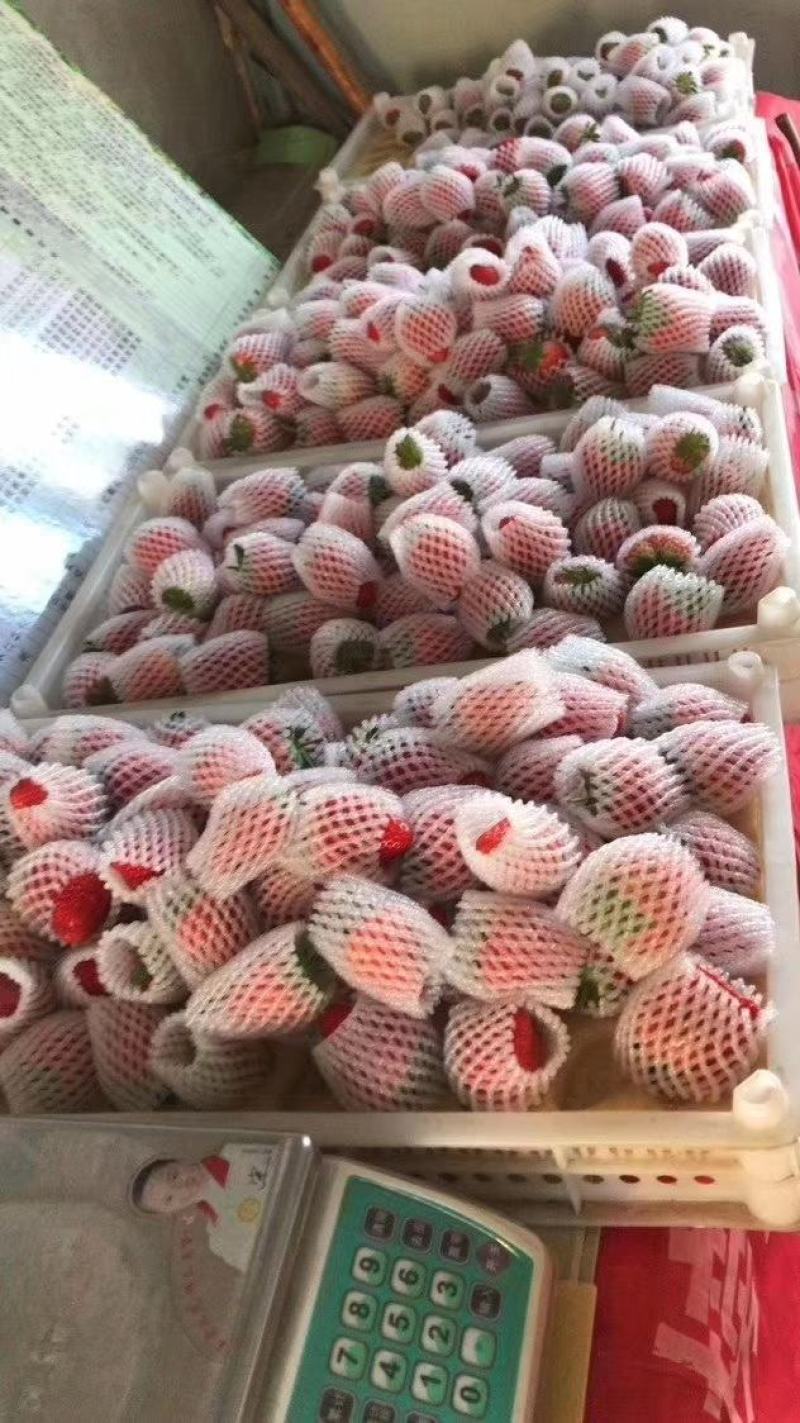 红颜奶油草莓大量上市