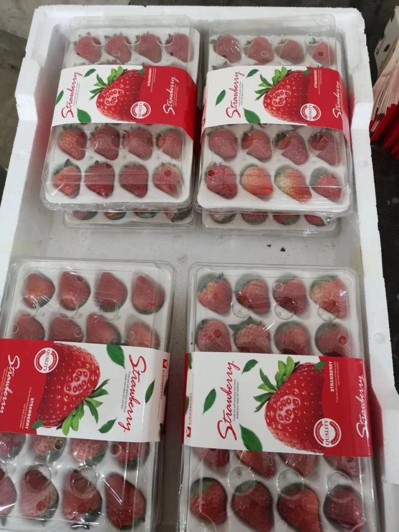 红颜奶油草莓大量上市