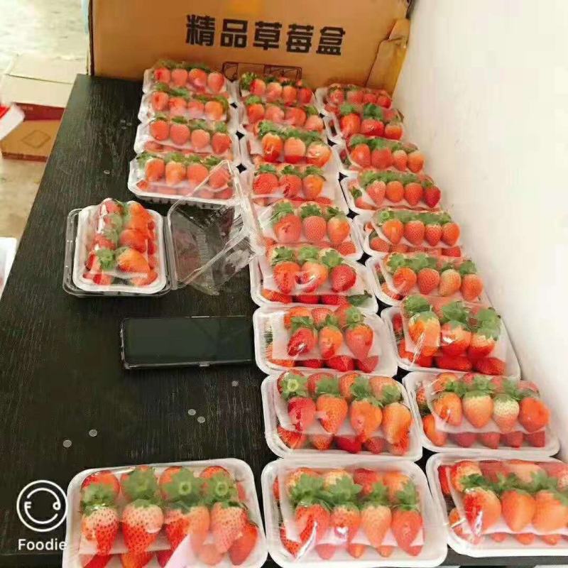 红颜奶油草莓大量上市