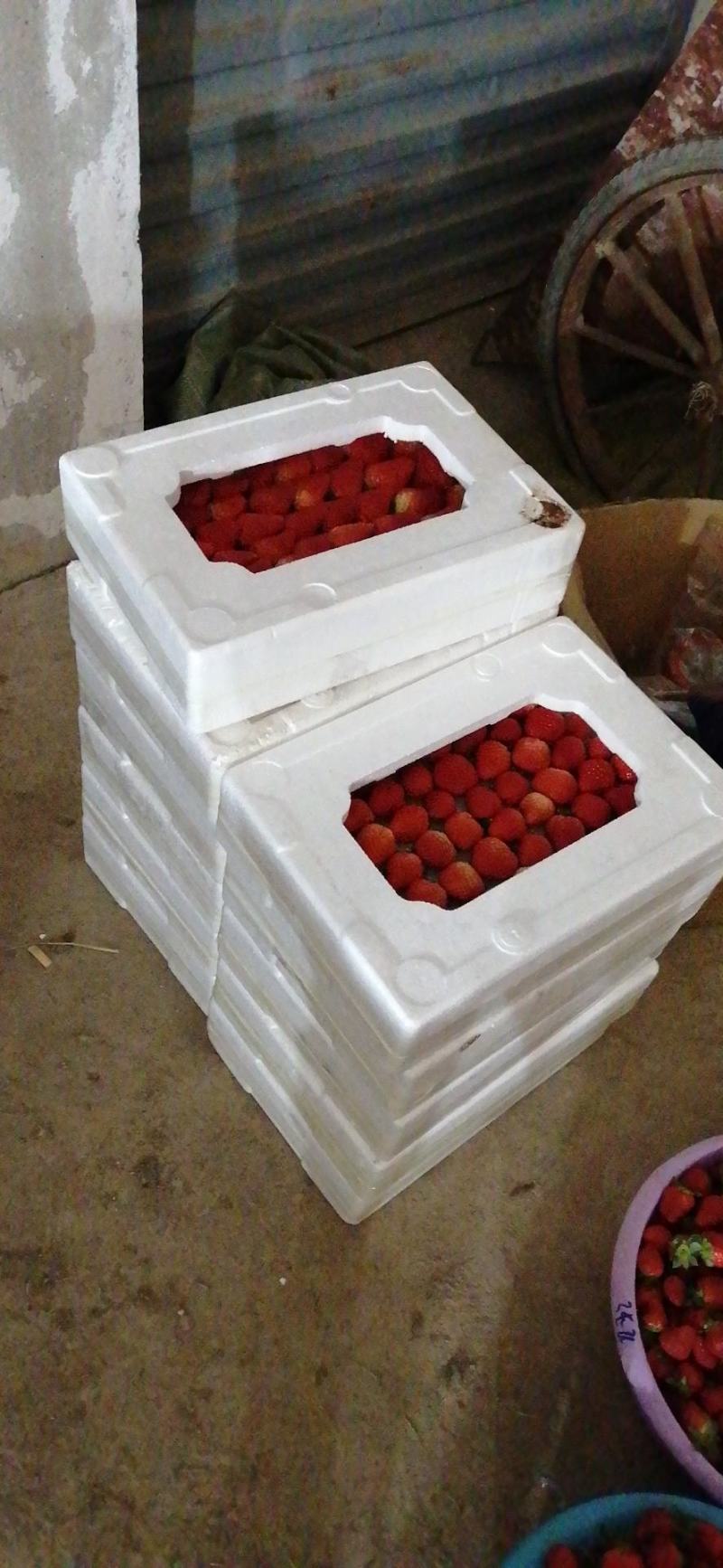 红颜奶油草莓大量上市