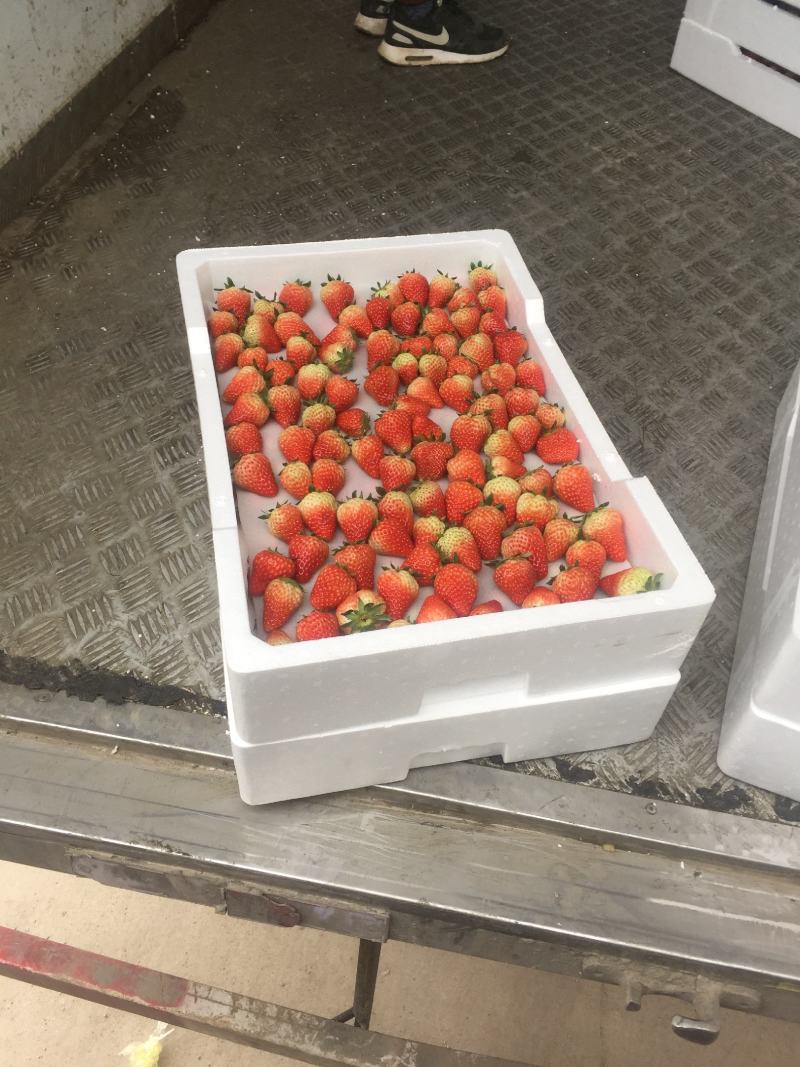 红颜奶油草莓大量上市