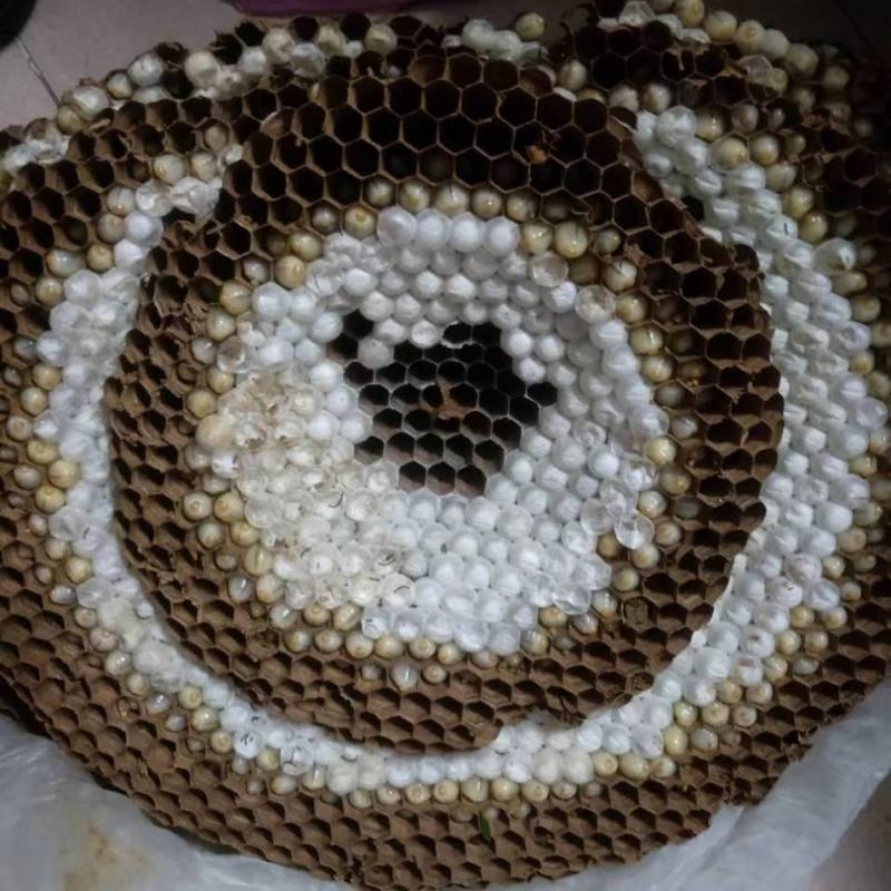 精品带巢鲜蜂蛹，七里，黄脚可挑选拿货，对接全国实力客户