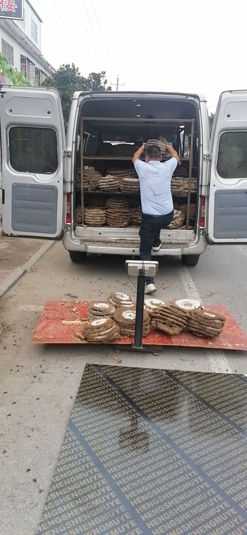 精品带巢鲜蜂蛹，七里，黄脚可挑选拿货，对接全国实力客户