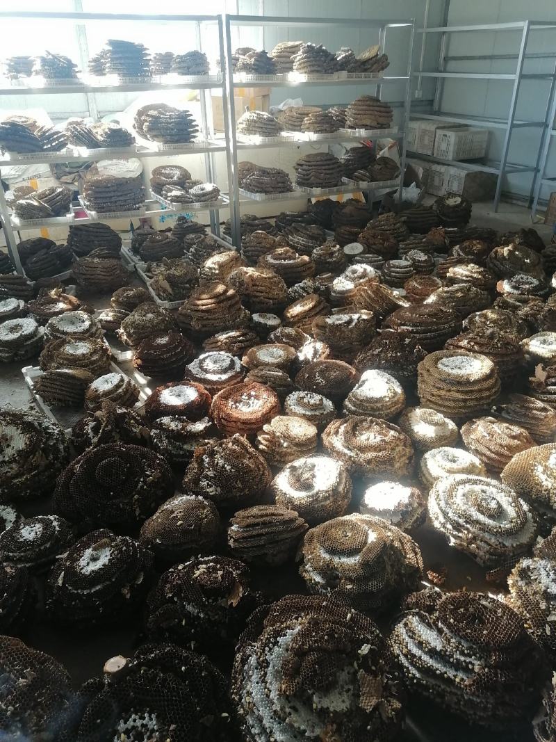 精品带巢鲜蜂蛹，七里，黄脚可挑选拿货，对接全国实力客户
