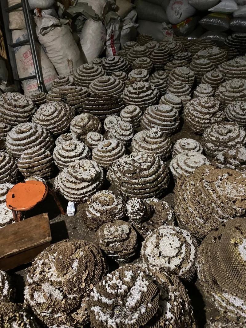 精品带巢鲜蜂蛹，七里，黄脚可挑选拿货，对接全国实力客户