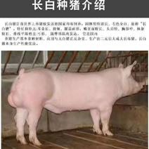 长白母猪，原种长白母猪全国货到付款免费提供技术指导