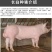 长白母猪，原种长白母猪全国货到付款免费提供技术指导