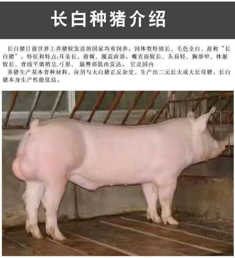 长白母猪，原种长白母猪全国货到付款免费提供技术指导