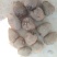 魔芋一代种子质量保证让客户满意，质量保证，