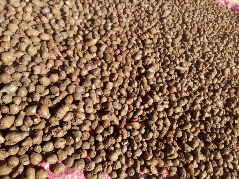 魔芋一代种子质量保证让客户满意，质量保证，