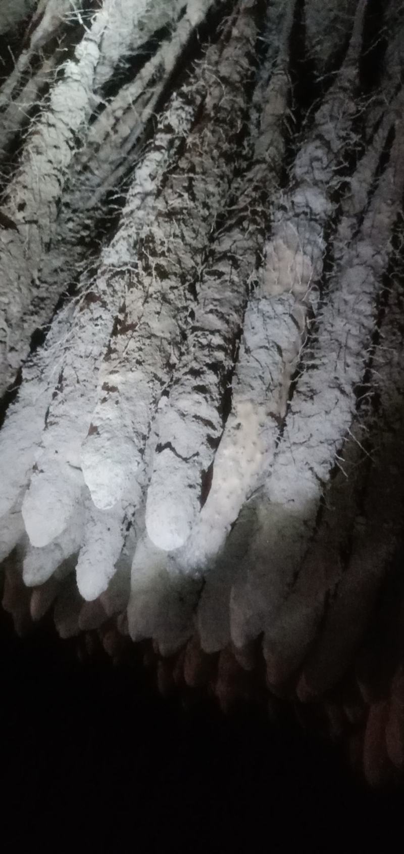 30_50的黑头散货，有粗度