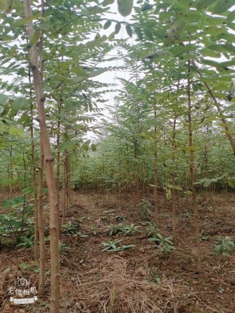 园林绿化，速生刺槐四到十五公分槐树安徽刺槐基地大量直供