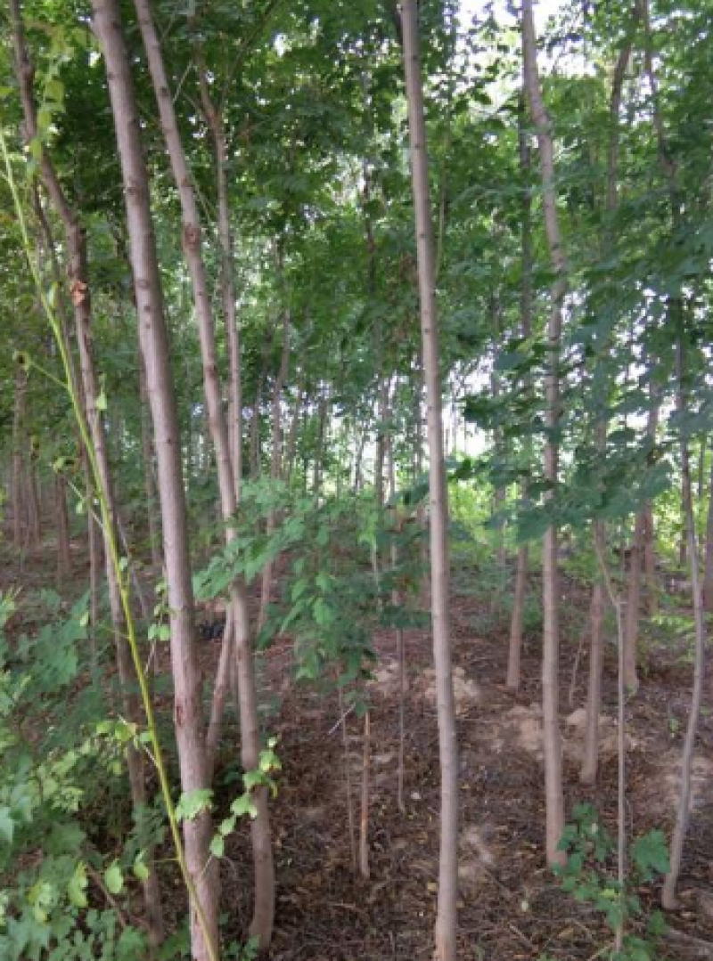 园林绿化，速生刺槐四到十五公分槐树安徽刺槐基地大量直供