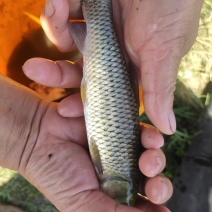 长期出售优质长江免疫草鱼苗，3~7两，2~5两，1~3