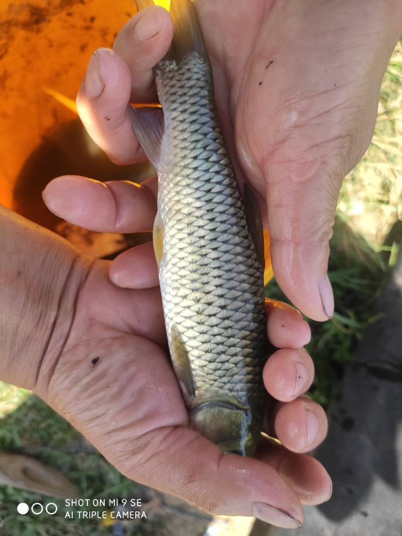 长期出售优质长江免疫草鱼苗，3~7两，2~5两，1~3