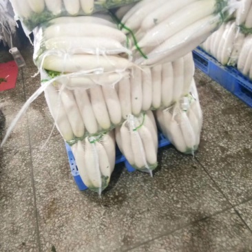 ¥¥¥¥¥湖北种植基地大量供应白萝卜¥¥¥¥¥