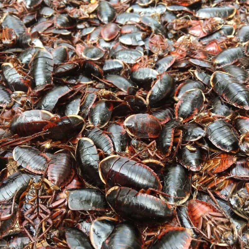 自养自供金边土元金边土鳖干货出售土元种苗种虫出售