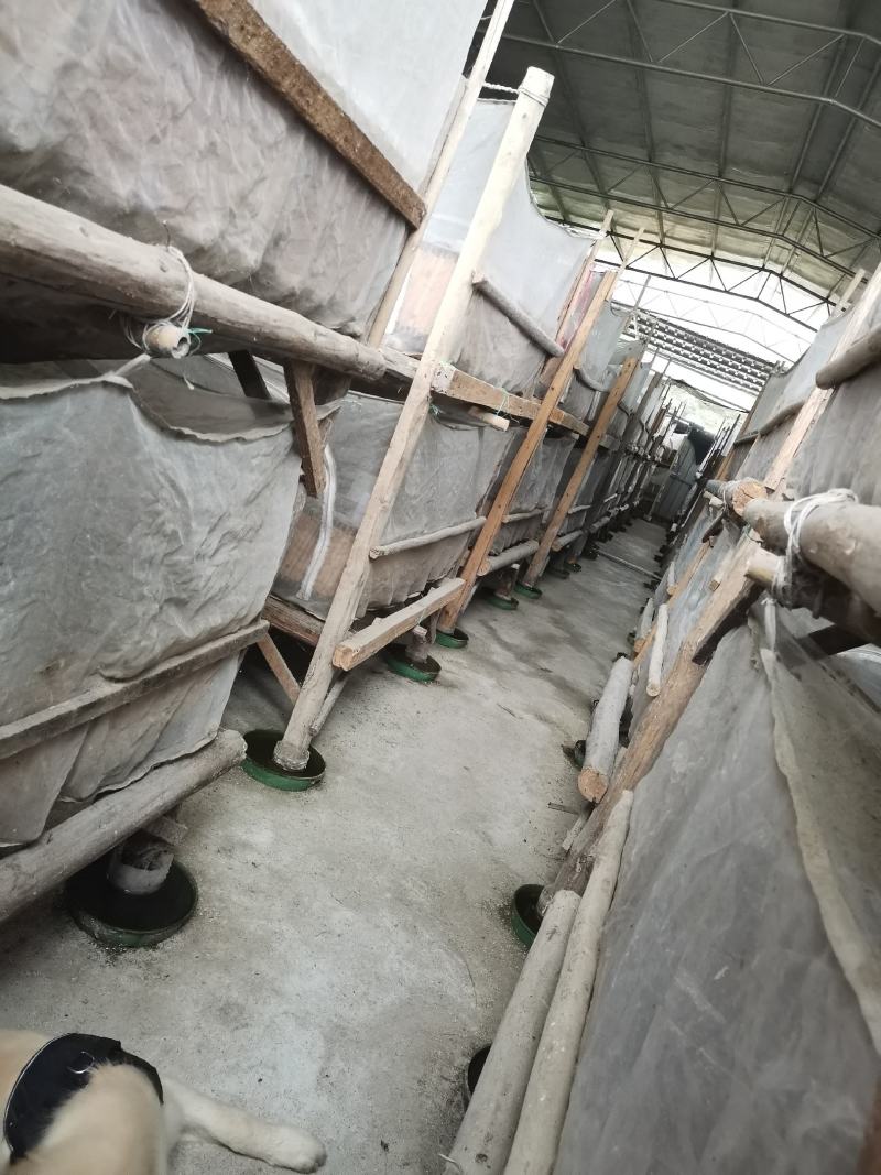 自养自供金边土元金边土鳖干货出售土元种苗种虫出售