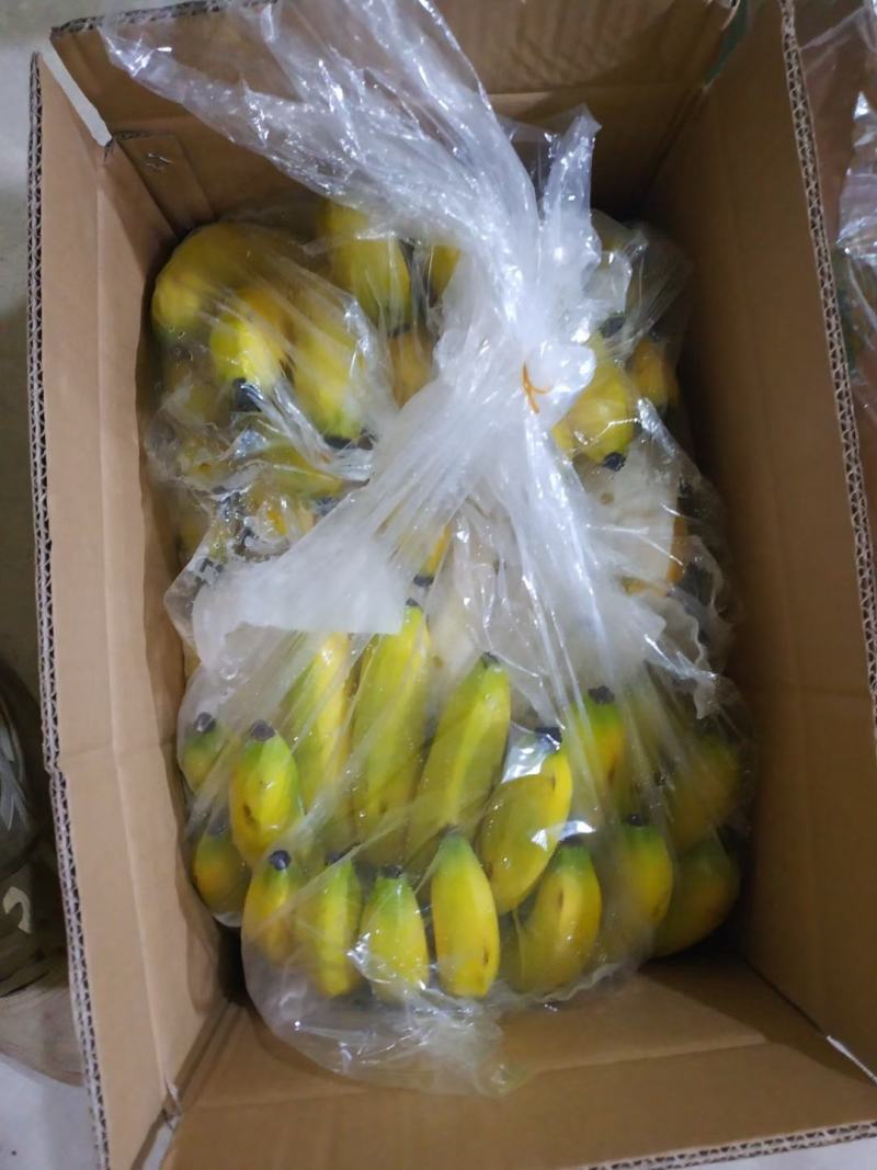 处理一批香蕉价格美丽800箱起