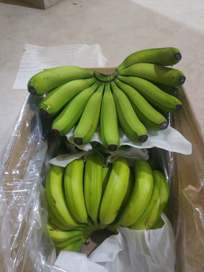 处理一批香蕉价格美丽800箱起