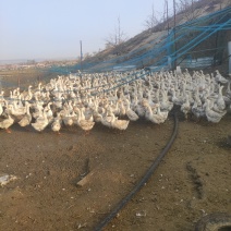 卖泰州大鹅16个月公母都有