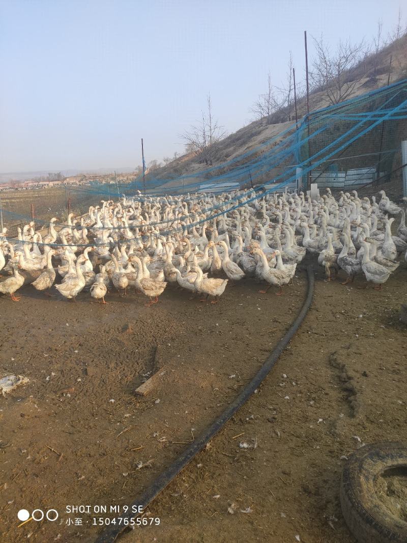 卖泰州大鹅16个月公母都有